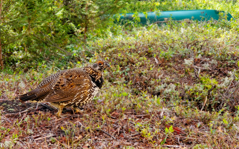 air-tamarac_pourvoirie-canadienne-de-chasse-peche-taxi-aerien_chasse-lac-angele_forfaits