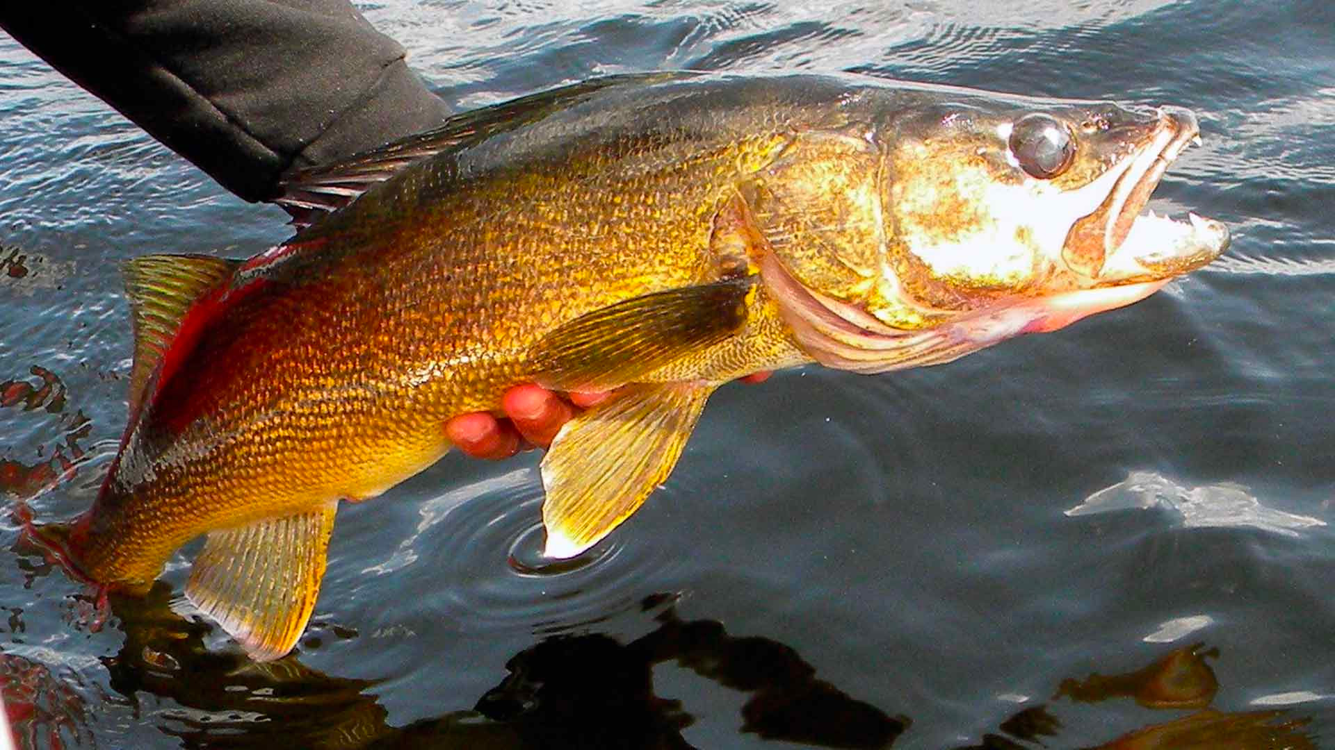 air-tamarac_pourvoirie-canadienne-de-chasse-peche-taxi-aerien_peche-lac-charlotte_reglements-de-peche