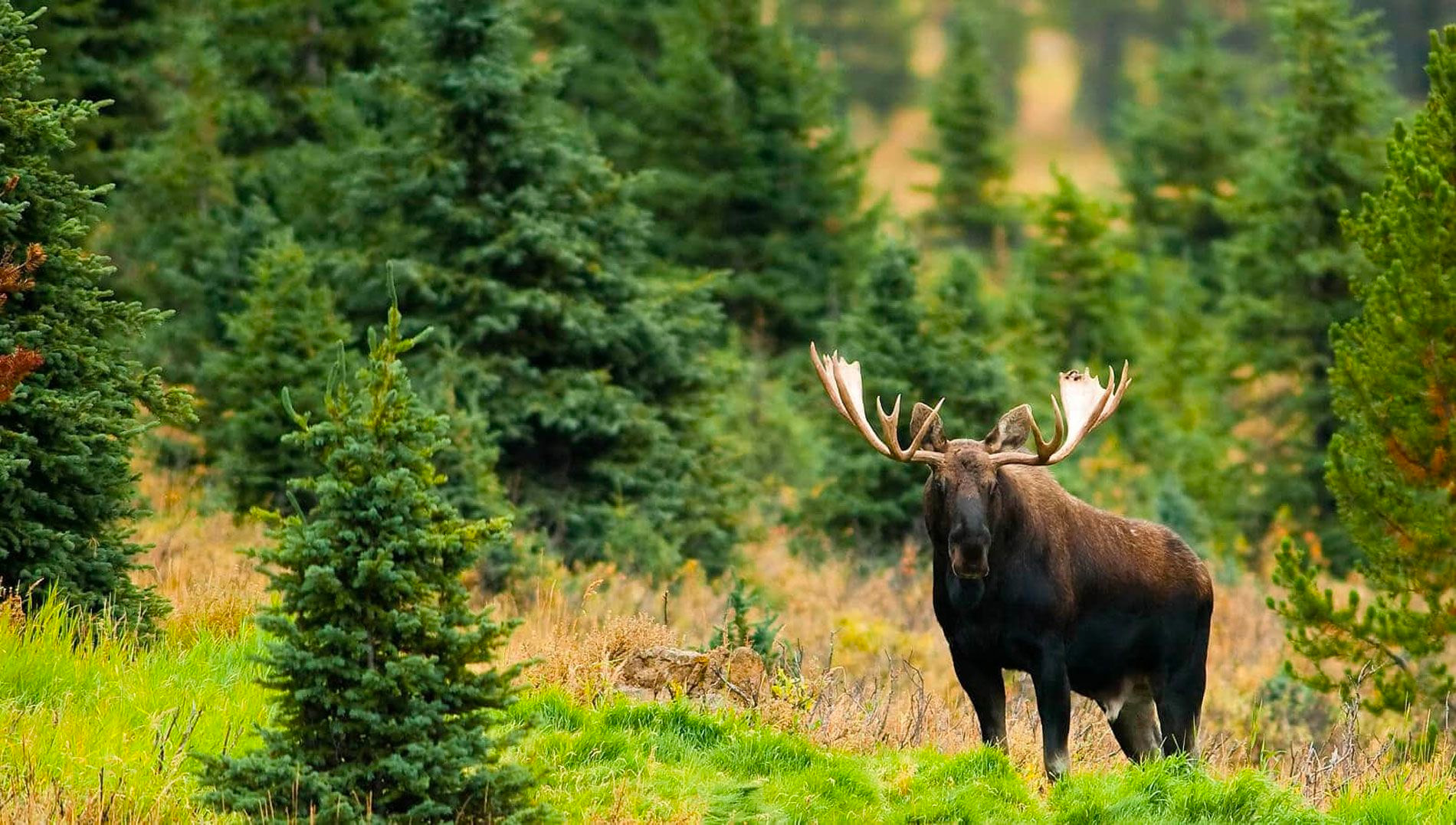 air-tamarac_pourvoirie-canadienne-de-chasse-peche-taxi-aerien_accueil-chasse